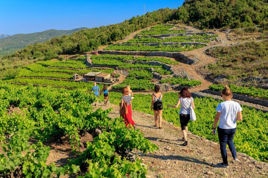 Pelješac Full-Day Wine and Food Tour from Dubrovnik - Pelješac vineyards on steep sea-facing slopes