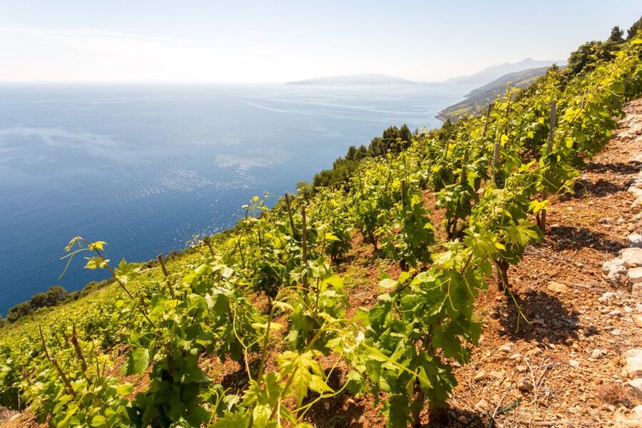 Pelješac Full-Day Wine and Food Tour from Dubrovnik - From Dubrovnik to Ston by the coastal road