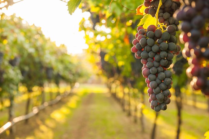 Peljesac Peninsula Wine Tasting Luxury Tour from Dubrovnik - Ston brings walls, oysters, and a useful first stop