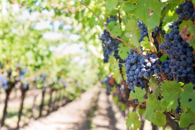 Peljesac Peninsula Wine Tasting Luxury Tour from Dubrovnik - Booking details and cancellation terms