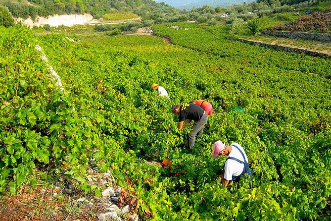 Peljesac Vineyards & Oysters - Private Day Trip from Dubrovnik-Mercedes Vehicle - Why Peljesac makes a good escape from Dubrovnik
