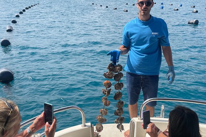 Pelješac - Wine, Oysters and Food Experience from Dubrovnik - Ston in about 30 minutes