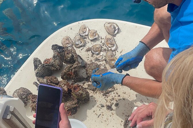 Pelješac - Wine, Oysters and Food Experience from Dubrovnik - Hodilje oysters and Buzara mussels