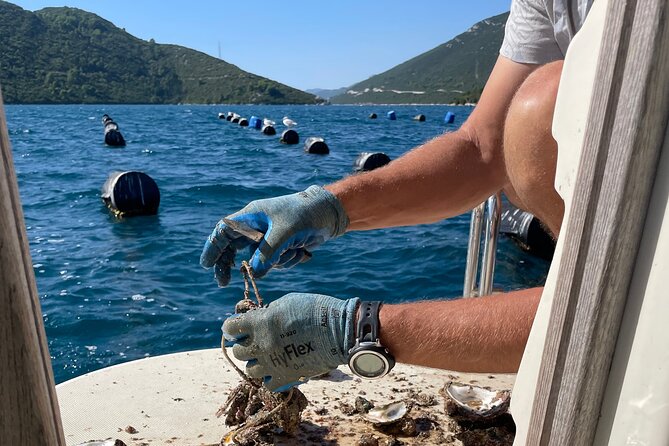 Pelješac - Wine, Oysters and Food Experience from Dubrovnik - The second winery and its cellar