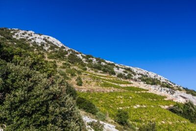 Peljesac Wine & Ston Oysters PRIVATE HALF DAY SHORE TOUR