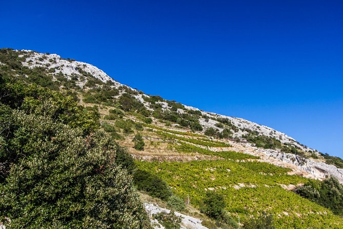 Peljesac Wine & Ston Oysters PRIVATE HALF DAY SHORE TOUR - Why the private vehicle matters