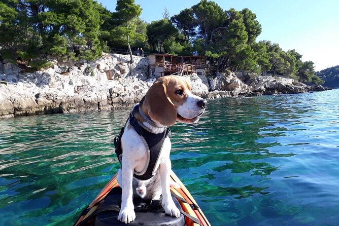 'Pomalo' Guided Sea Kayaking Tour in Cavtat - Key points to know before you book