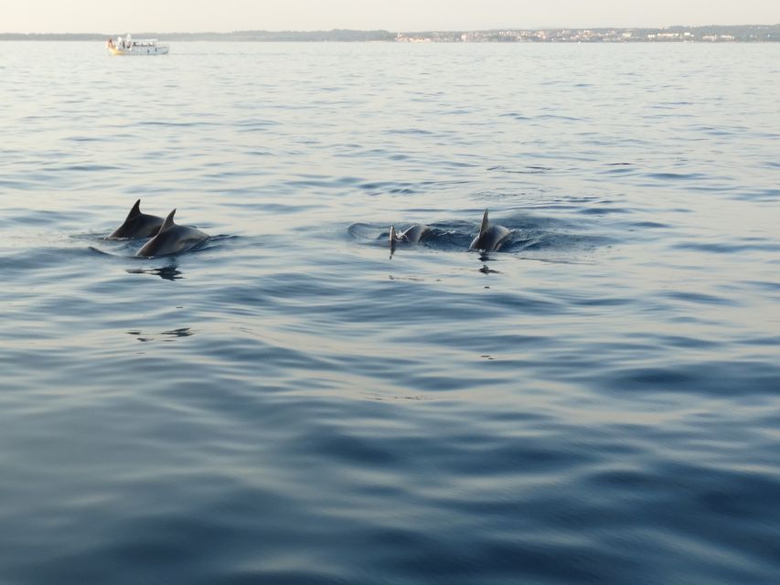 Poreč: Dolphin Spotting Cruise with Included Drinks - Key points at a glance