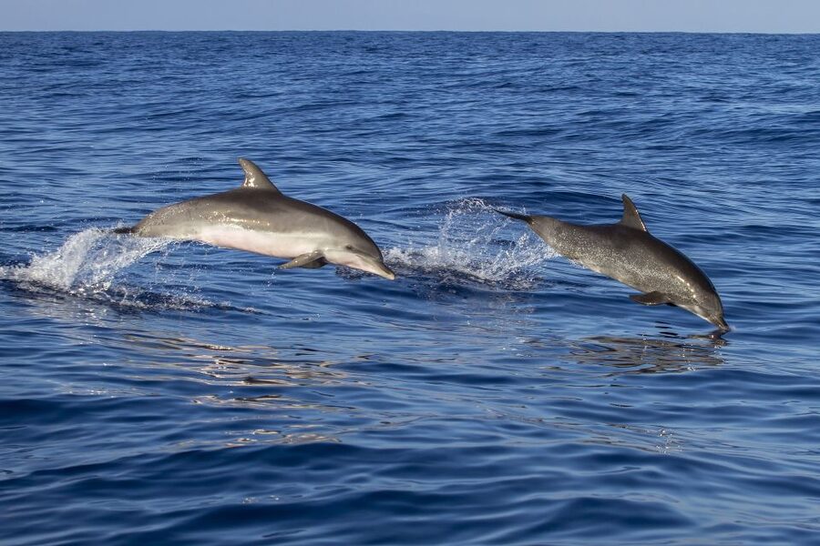 Poreč: Dolphin Spotting Cruise with Included Drinks - Setting sail from Poreč port on the Fjera