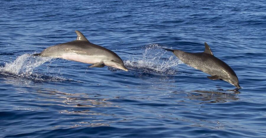 Poreč: Dolphin Spotting Cruise with Included Drinks - The dolphin search is the main event