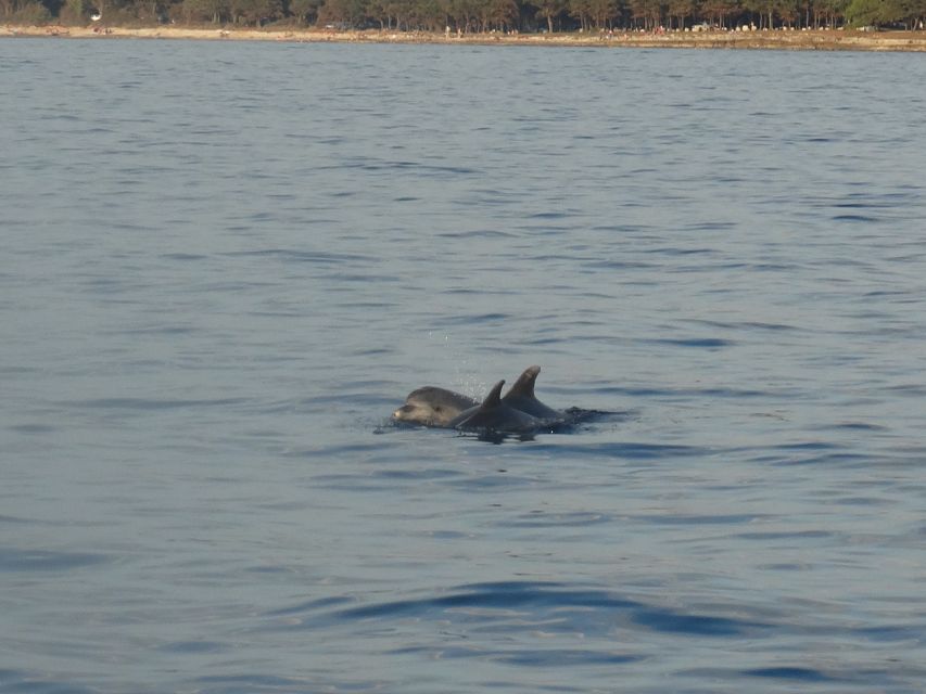 Poreč: Dolphin Spotting Cruise with Included Drinks - Drinks are included, but snacks are not
