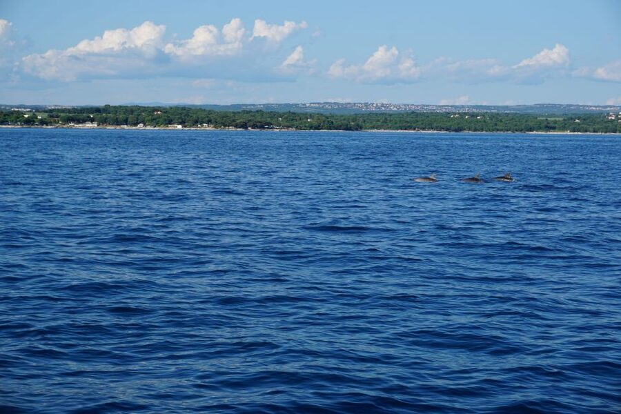 Poreč: Dolphin Spotting Cruise with Included Drinks - Practical advice before you board
