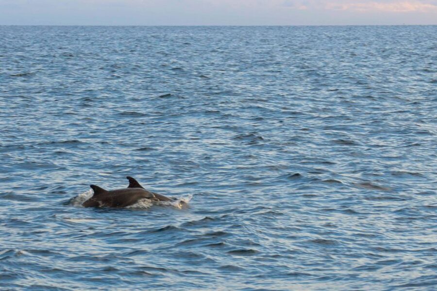 Poreč: Evening Boat Trip to Discover Dolphins - Setting sail along Istria’s western shore