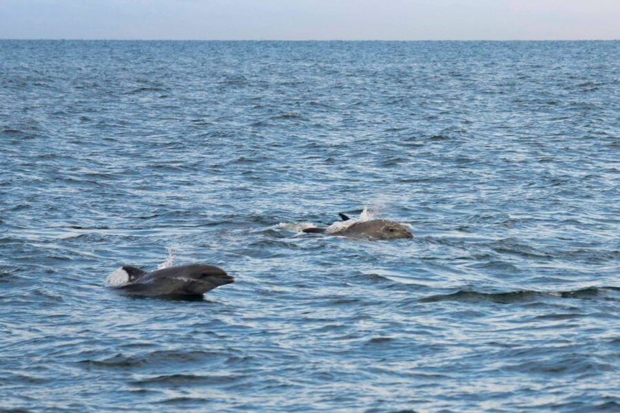 Poreč: Evening Boat Trip to Discover Dolphins - Who will enjoy this cruise most