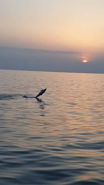 Poreč: Sunset Dolphin Safari with Dinner and Drinks - Watching for Dolphins Along Istria’s West Coast