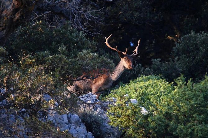 Private 7,5h Plavnik Island & Wild Bays Full-day Boat Trip - Plavnik, griffon vultures, and Love Cave