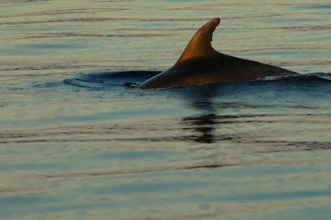 Private 7,5h Plavnik Island & Wild Bays Full-day Boat Trip - Captain Bobo and the human side of the trip