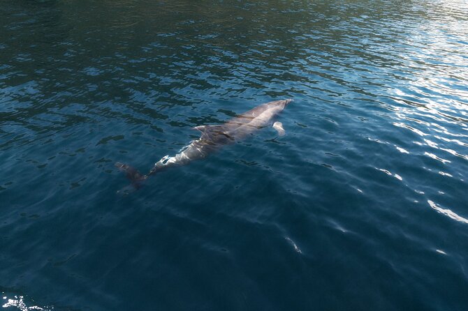 Private Boat Tours Dubrovnik Beach stops and Blue Cave tour - Watersports and what is included