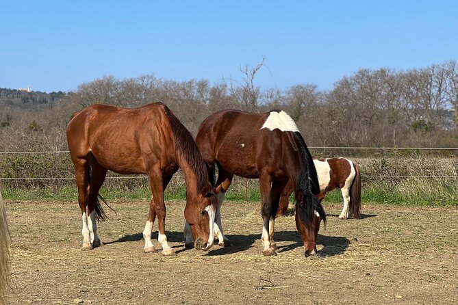 Private Horseback Riding and Family Time in Konavle Region - What the two-hour outing is like