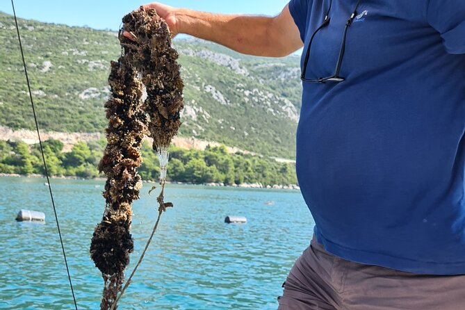 Private Oyster and Wine Tasting Day Trip along Peljesac - Walking the Ston walls requires some effort