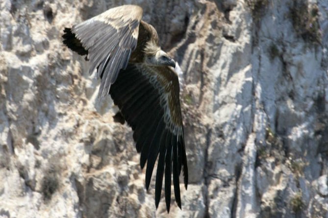Private Plavnik Island Half-Day boat trip with capt. Bobo - Who will enjoy this outing most