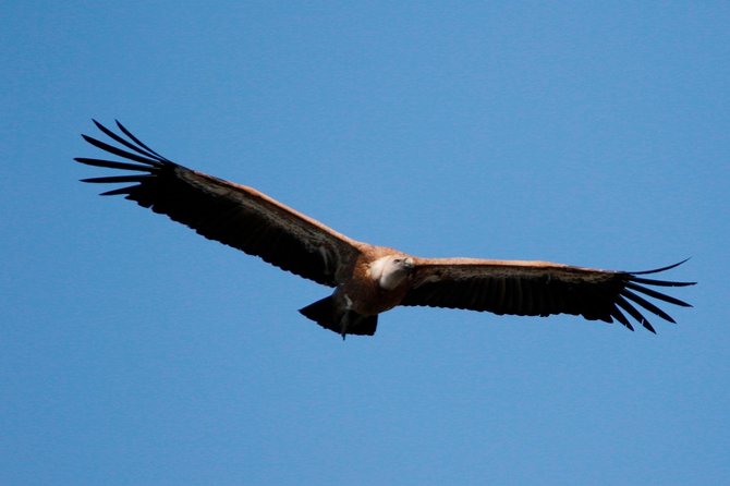 Private Plavnik Island Half-Day boat trip with capt. Bobo - The ride around Plavnik Island