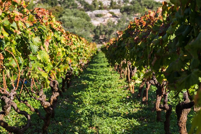 Private Tour: Ston and Peljesac Peninsula Day Trip with Wine Tasting - Mali Ston and the oyster question