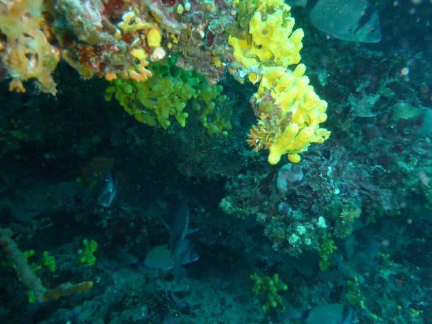 Pula: 2.5-Hour Snorkelling Experience - Is $47 a fair price for Pula?