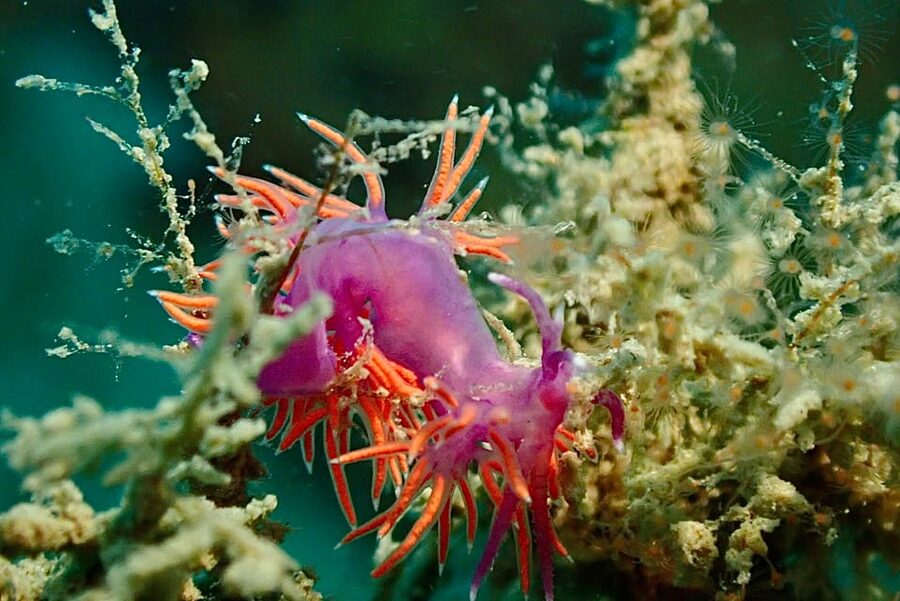 Pula: 2.5-Hour Snorkelling Experience - Who will enjoy this experience most?