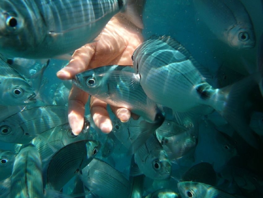 Pula: Bike Tour of Ancient Pula & Aquatic Adventures - How much swimming time should you expect?