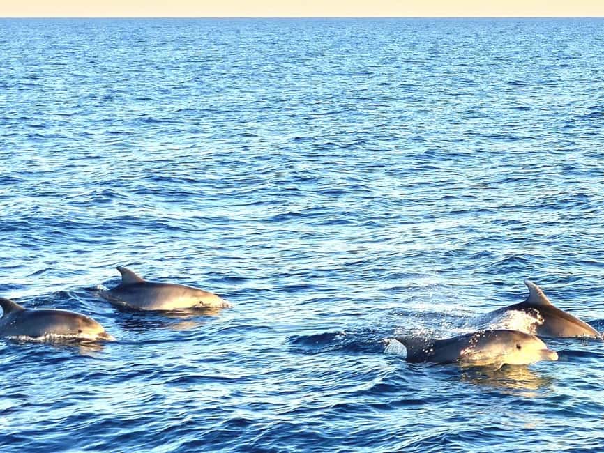 Pula: Brijuni National Park Dolphin Watching Tour w/Dinner - How the dolphin search really works