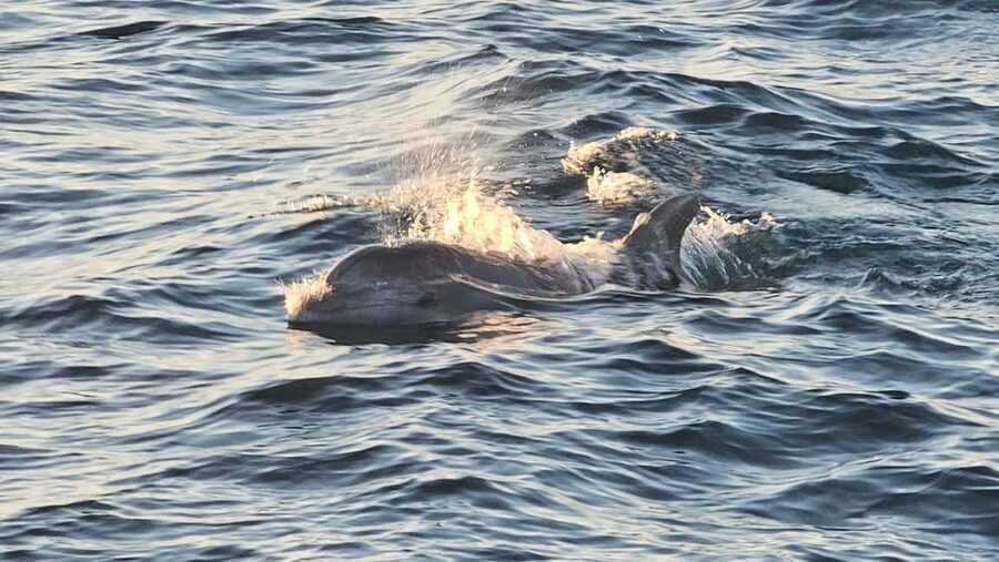 Pula: Brijuni National Park Dolphin Watching Tour w/Dinner - Who will enjoy this trip most?