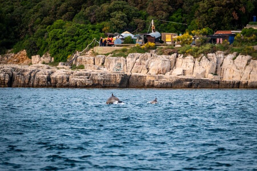Pula: Brijuni National Park Sunset, Dolphins & Dinner Cruise - Key points to know before sailing