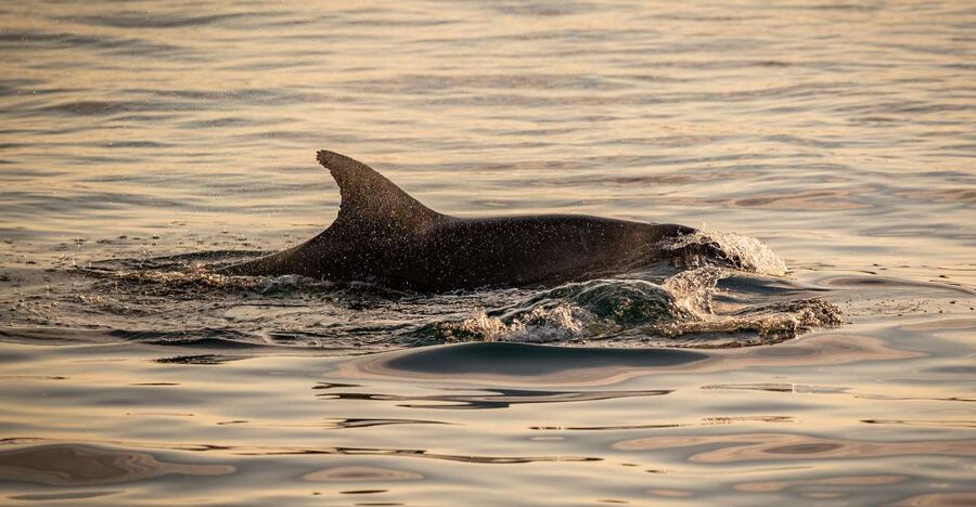 Pula: Brijuni National Park Sunset, Dolphins & Dinner Cruise - Should you book it?