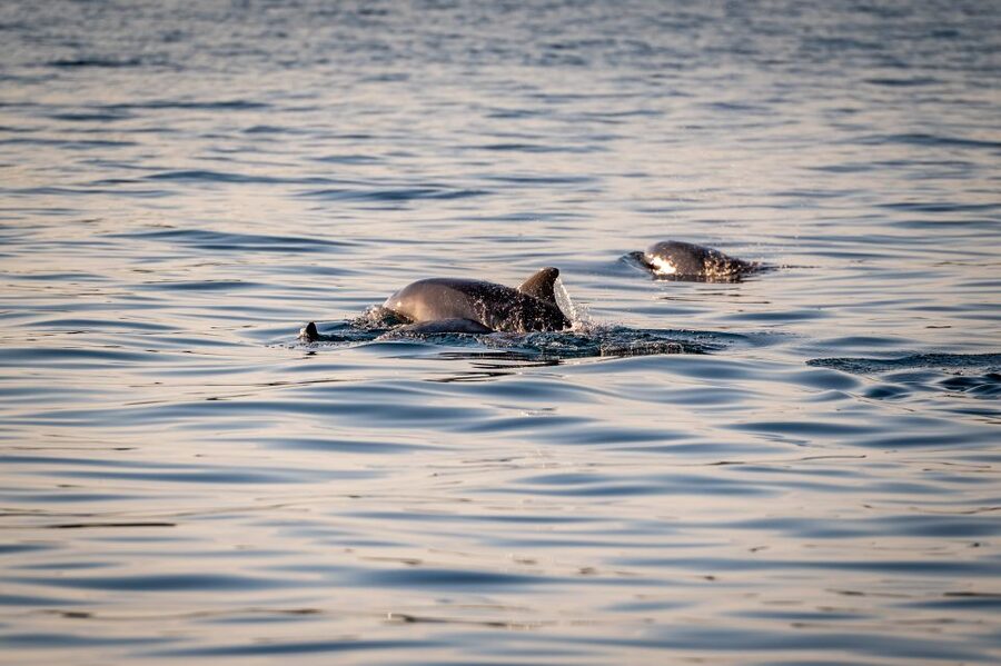 Pula: Brijuni National Park Sunset, Dolphins & Dinner Cruise - Is $64 good value?