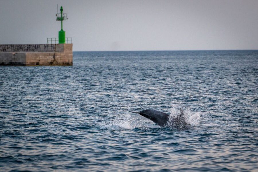 Pula: Brijuni National Park Sunset, Dolphins & Dinner Cruise - A traditional wooden boat, not a fast sightseeing ride