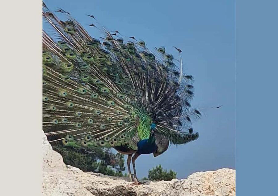Pula: Brijuni National Park Tour with Island Visit - Key points to know before booking