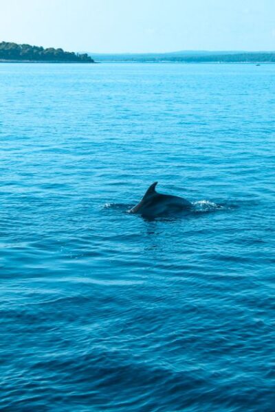 Pula: Brijuni Sunset Dolphin Cruise with Dinner & Drinks