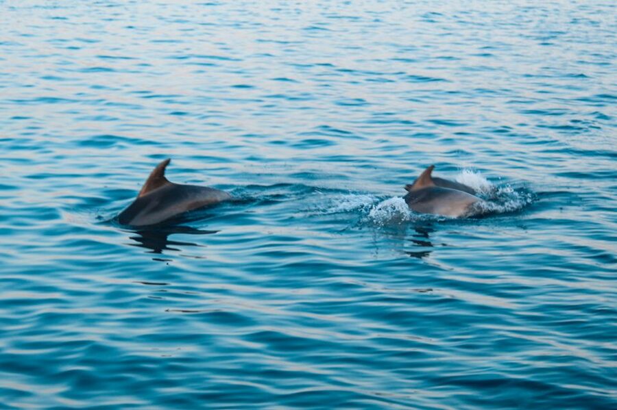 Pula: Brijuni Sunset Dolphin Cruise with Dinner & Drinks - Dinner during the golden hour