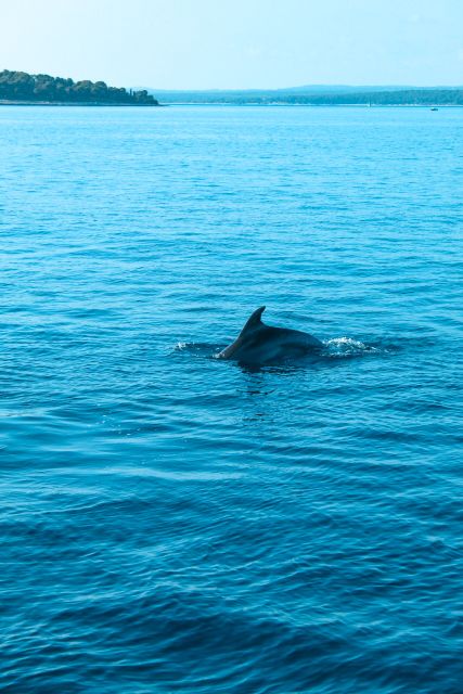 Pula: Brijuni Sunset Dolphin Cruise with Dinner & Drinks - Brijuni’s 14 islands from the water