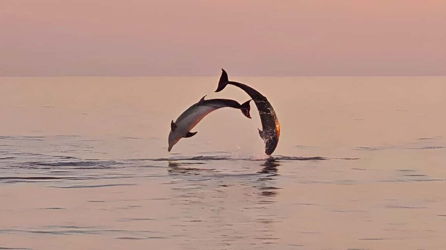 Pula: Dolphin Sunset Cruise to Brijuni with Dinner & Drinks - Searching for dolphins near Brijuni