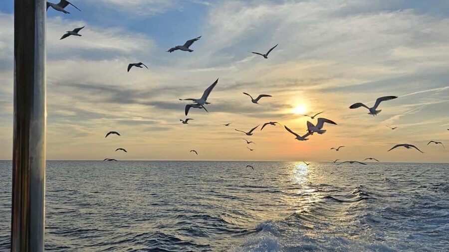 Pula: Dolphin Sunset Cruise to Brijuni with Dinner & Drinks - Who will enjoy this Pula evening cruise