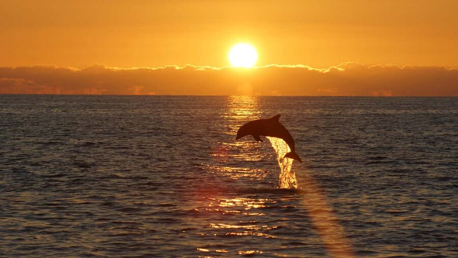 Pula: Dolphin Sunset Cruise to Brijuni with Dinner & Drinks - Uljanik’s Lighting Giants after dark