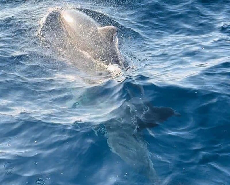 Pula: Dolphin-Watching Cruise at Sunset with Dinner & Drinks - Key points to know before booking