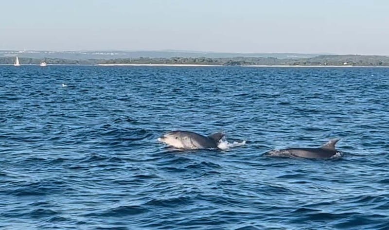 Pula: Dolphin-Watching Cruise at Sunset with Dinner & Drinks - Looking for dolphins near Brijuni