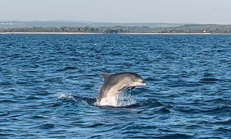 Pula: Dolphin-Watching Cruise at Sunset with Dinner & Drinks - My verdict on the Galeb dolphin cruise