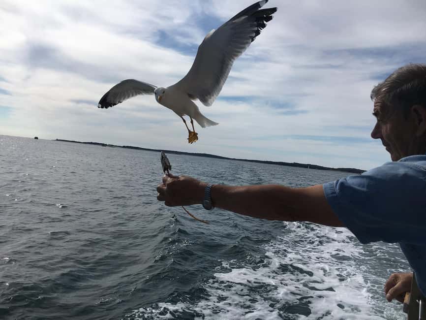 Pula: Dolphin Watching Sunset Cruise with Dinner & Drinks - Sunset views and Pula after dark