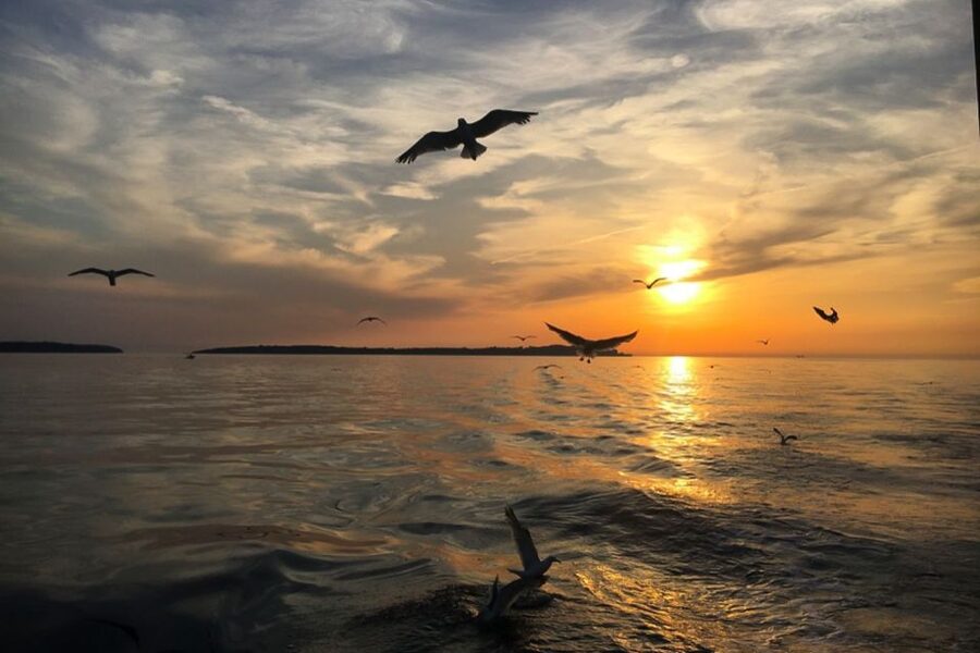 Pula: Dolphin Watching Sunset Cruise with Dinner & Drinks - Is $65 a fair price?