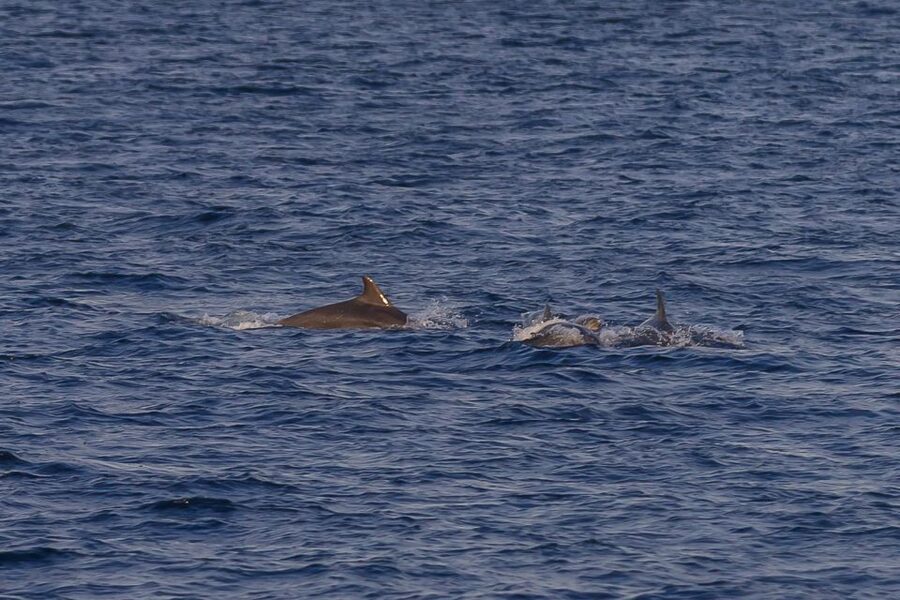 Pula: Dolphin Watching Sunset Cruise with Dinner & Drinks - Heading toward Brijuni and the dolphin search