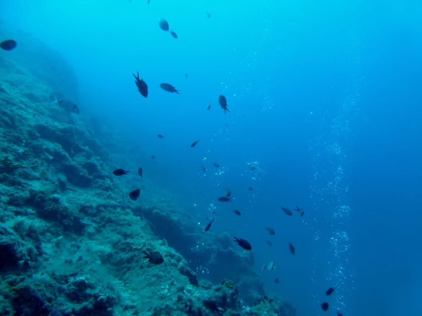Pula: Introduction to Scuba Diving - Is $100 a fair price?